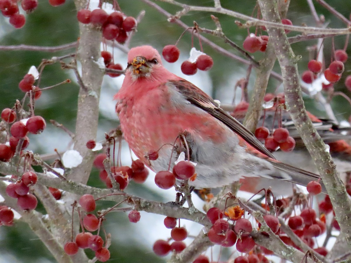 Pine Grosbeak - ML645993749