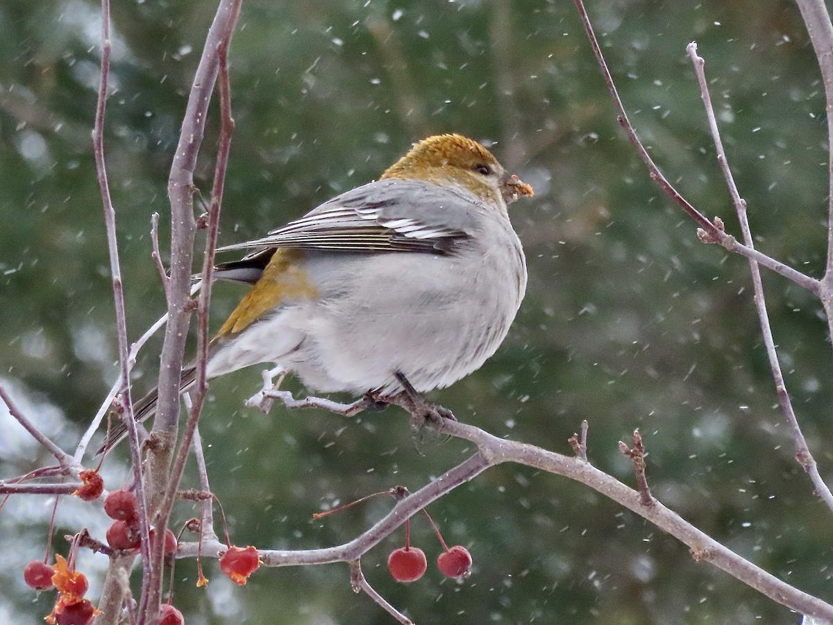 Pine Grosbeak - ML645993750