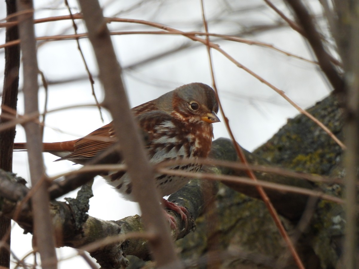 Fox Sparrow - ML645993766