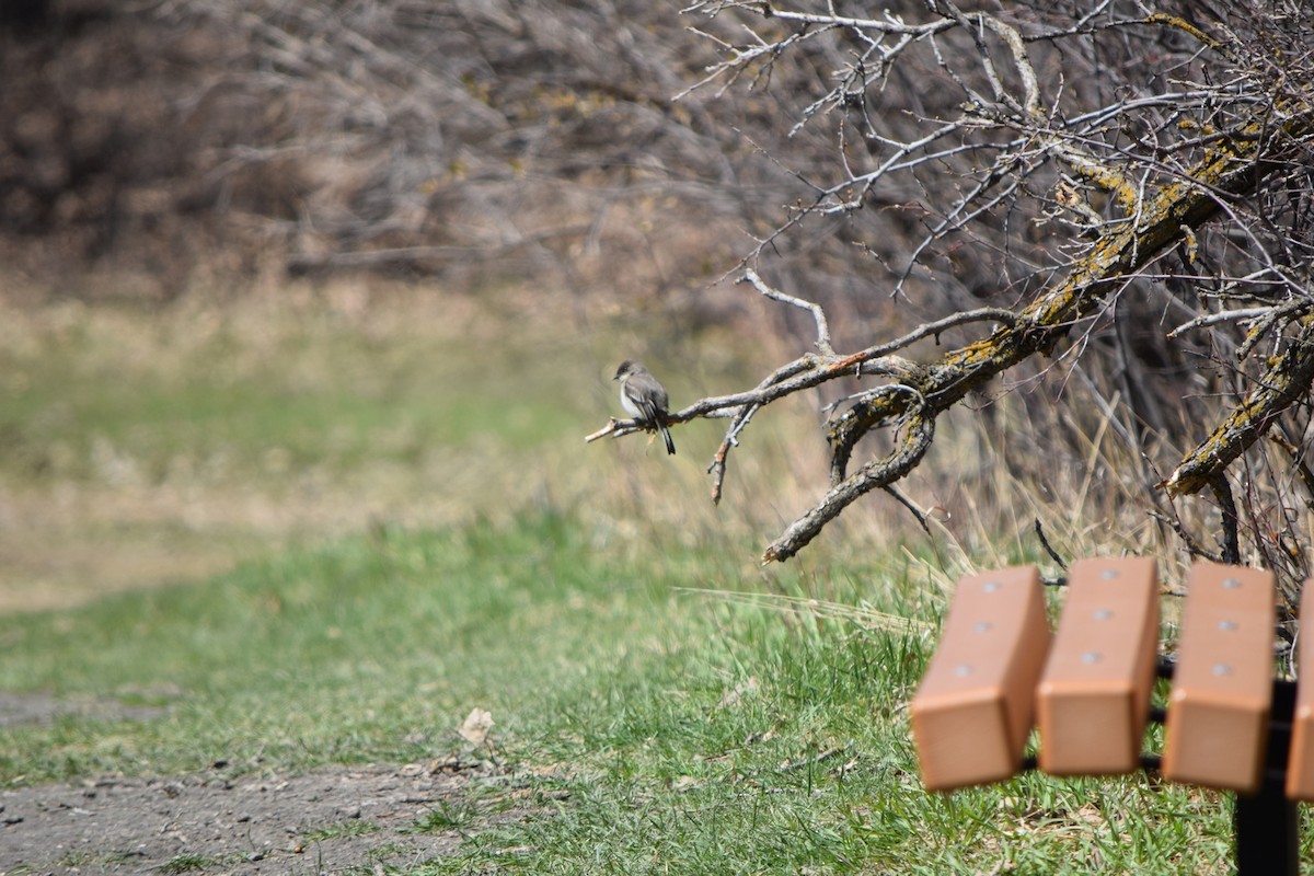 Eastern Phoebe - ML645993770