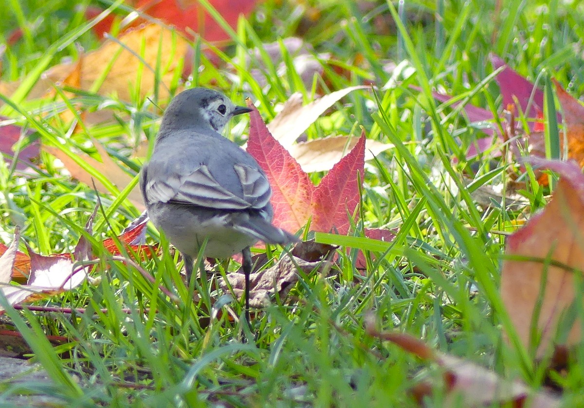 Bachstelze - ML645993774