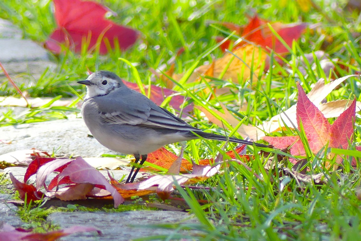 Bachstelze - ML645993775