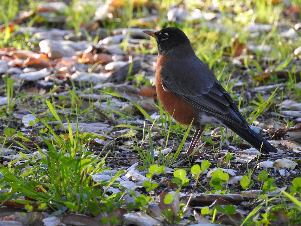 Wanderdrossel - ML645993776