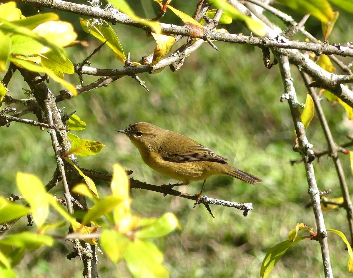 Zilpzalp - ML645993779