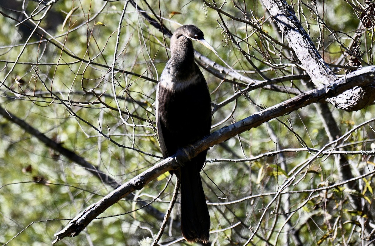 Amerika-Schlangenhalsvogel - ML645993780
