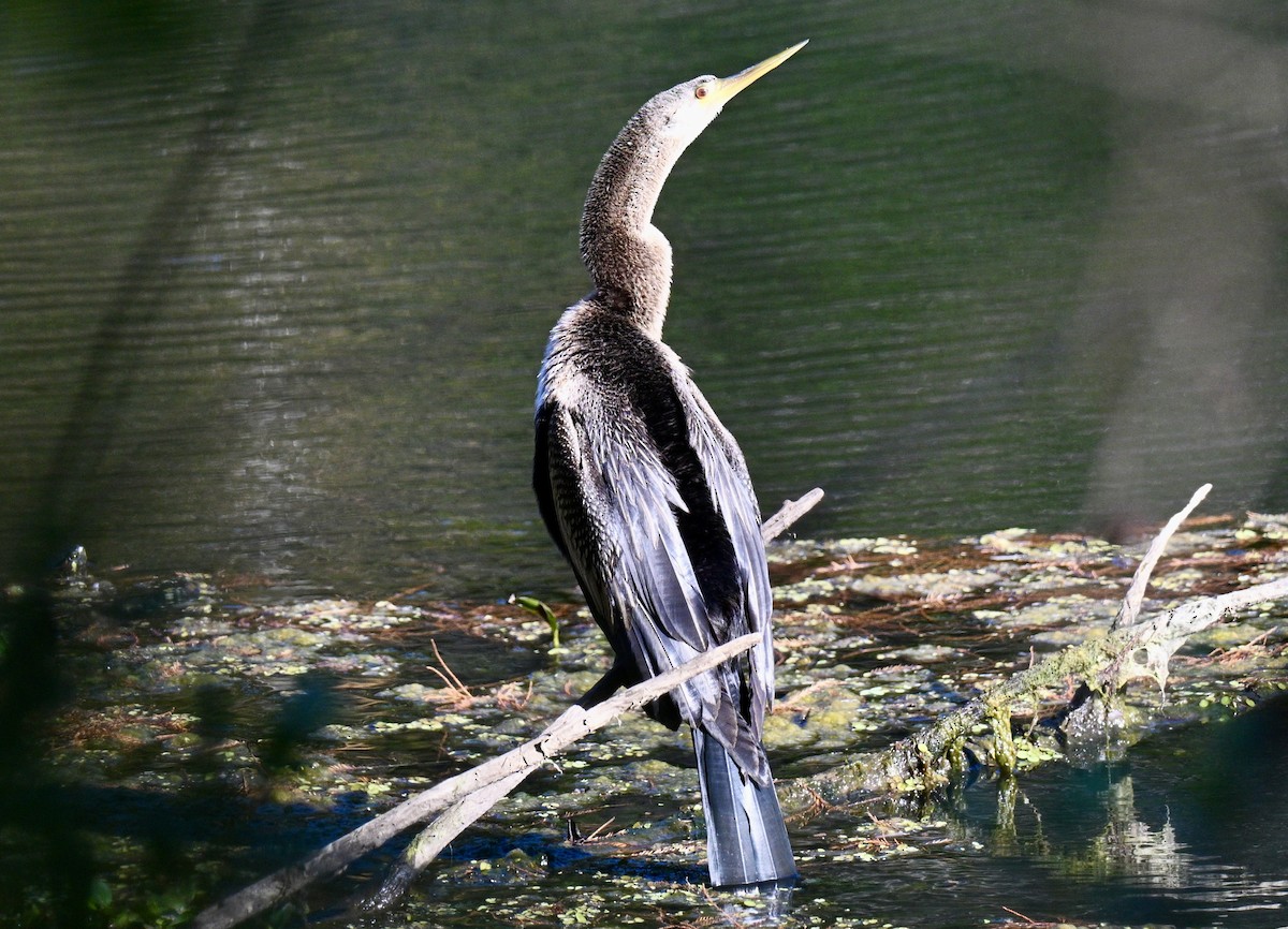 Amerika-Schlangenhalsvogel - ML645993781