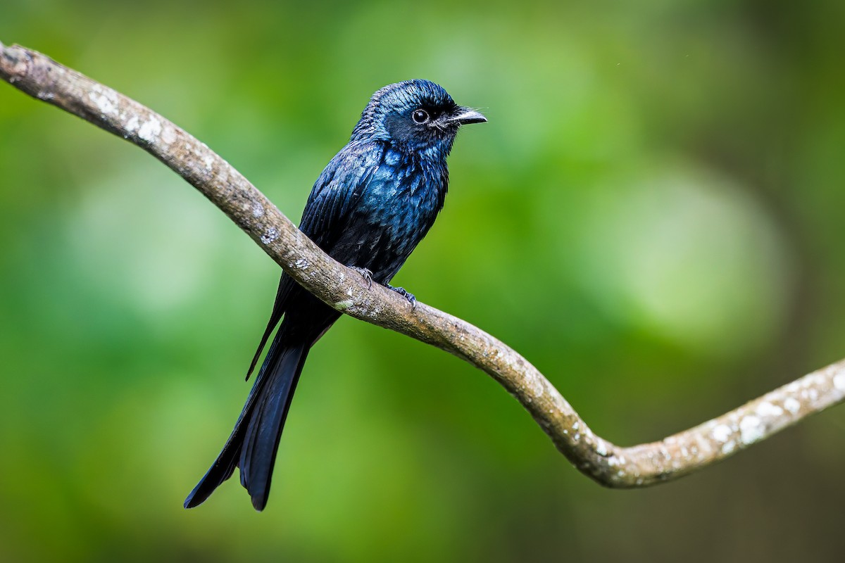 Bronzedrongo - ML645993782