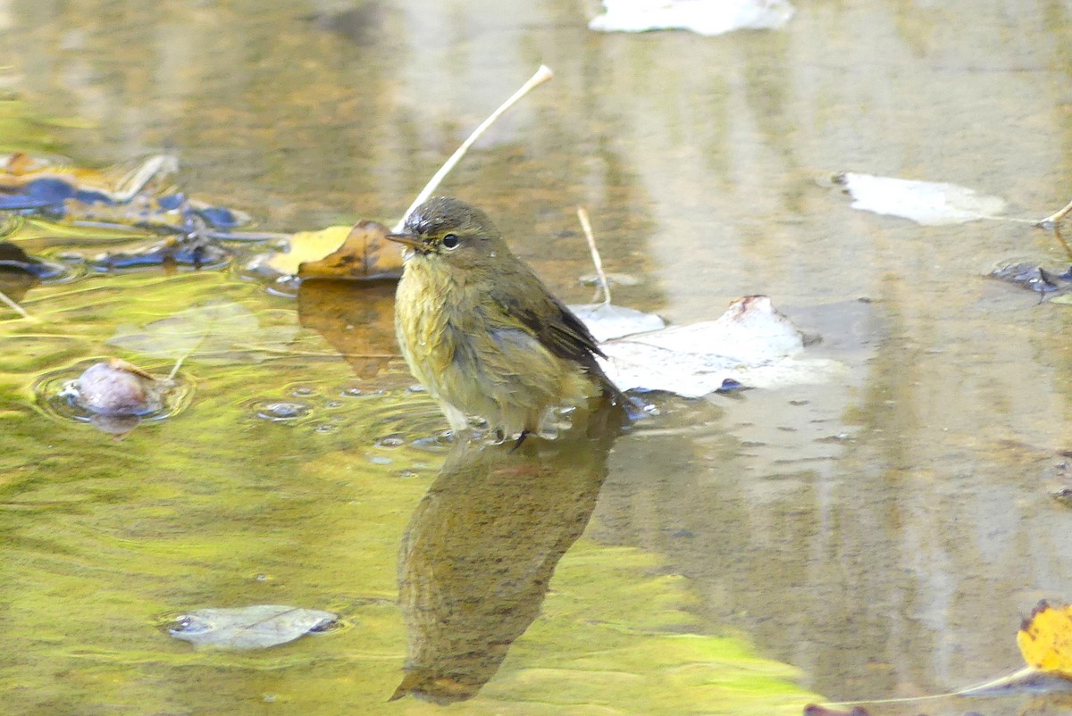 Zilpzalp - ML645993783