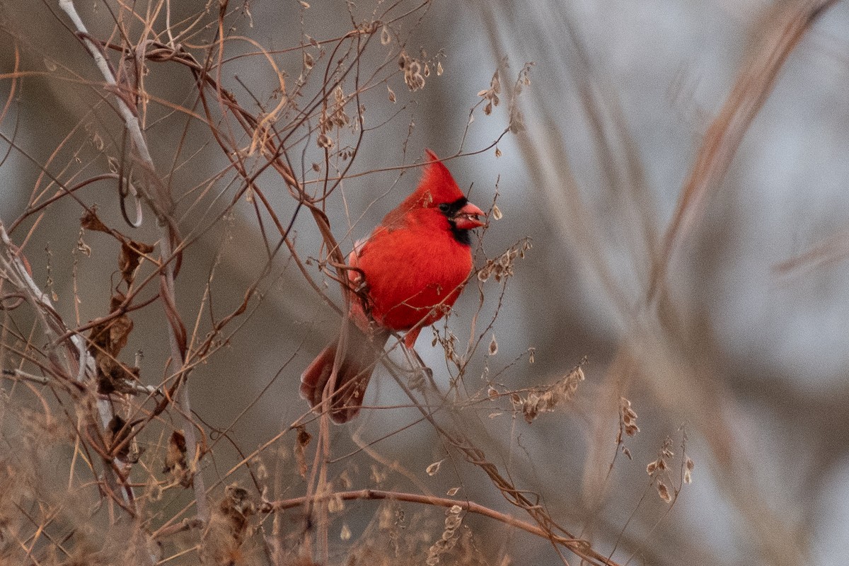 Rotkardinal [cardinalis-Gruppe] - ML645993784