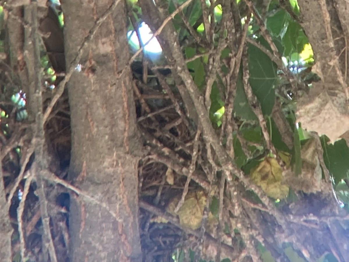 Kalifornienspottdrossel - ML645993785