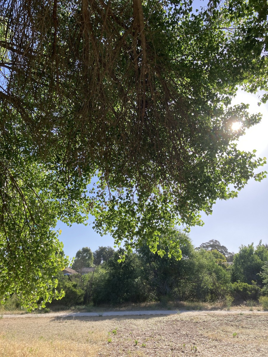 Kalifornienspottdrossel - ML645993786