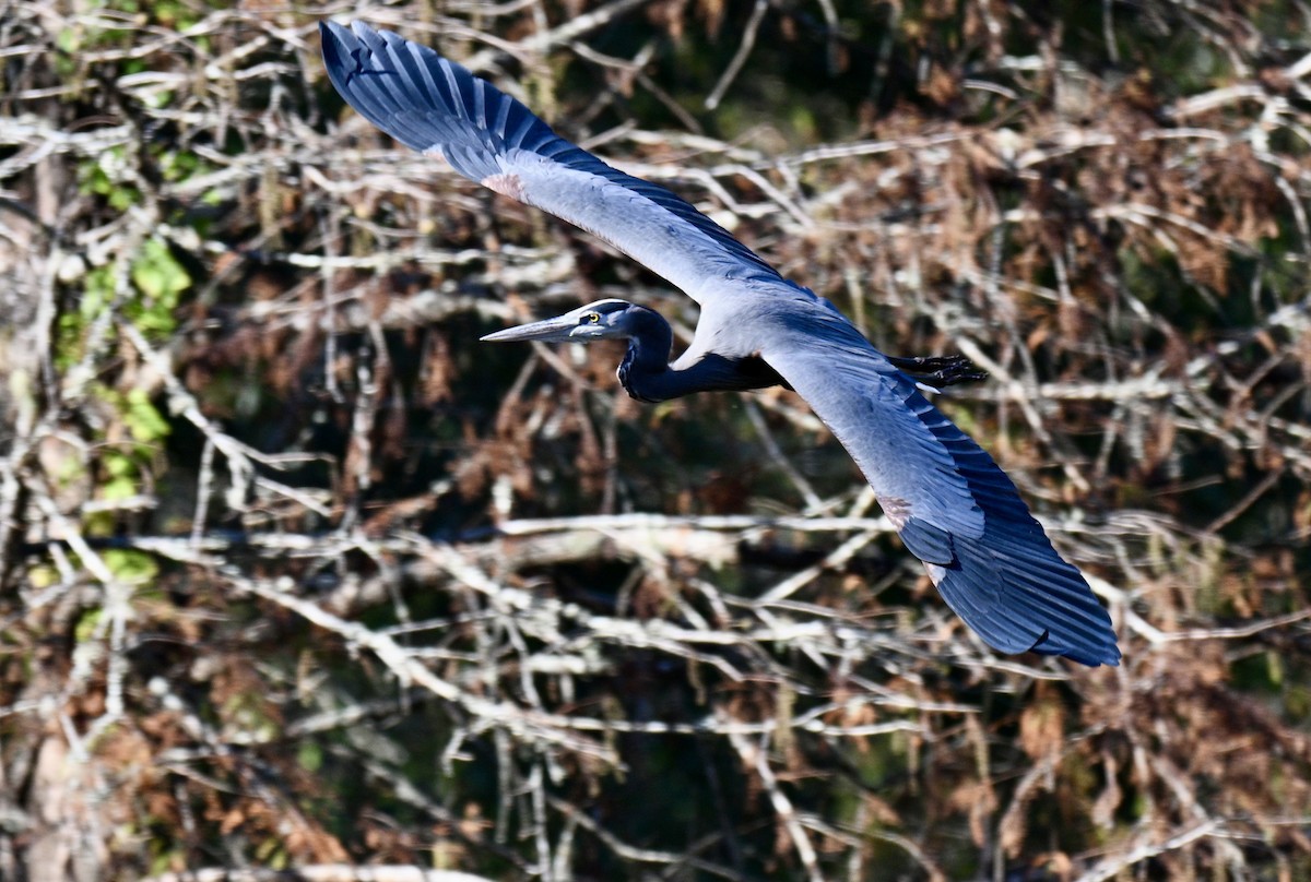 Kanadareiher - ML645993789