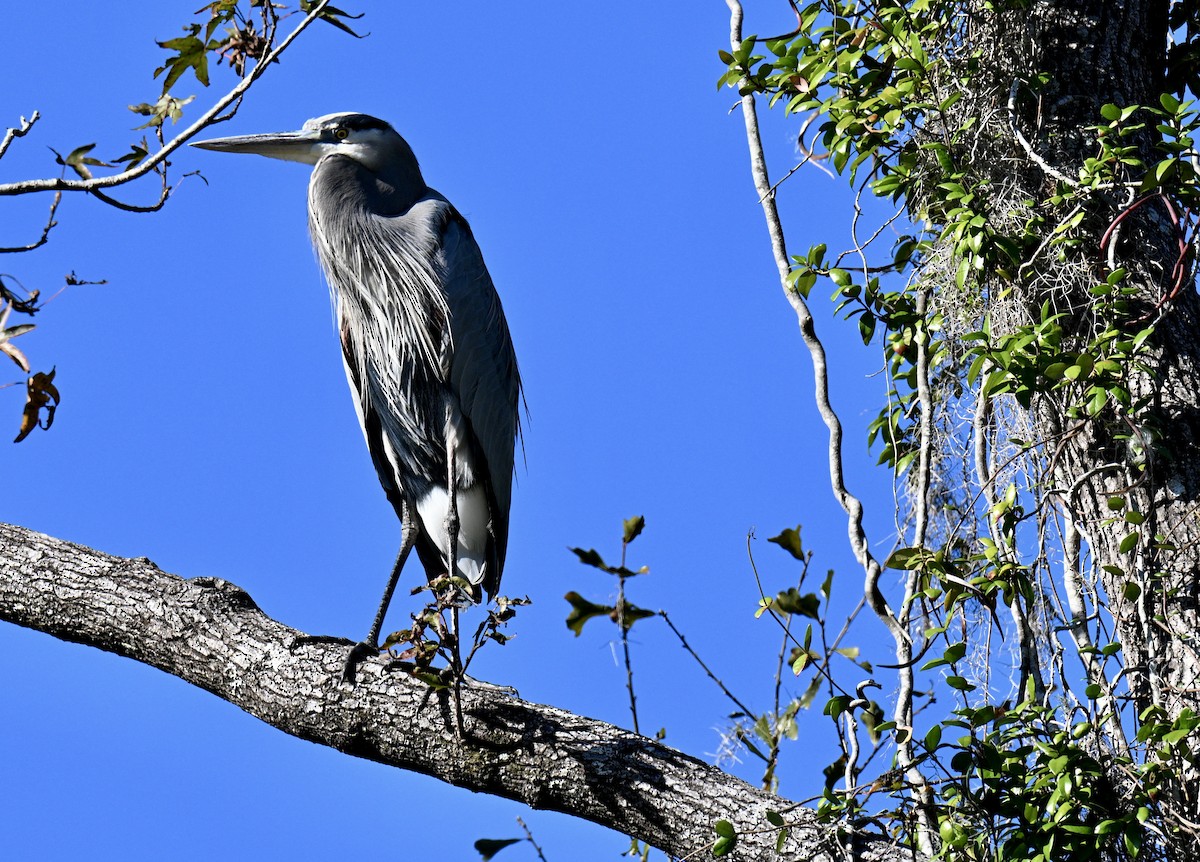 Kanadareiher - ML645993790