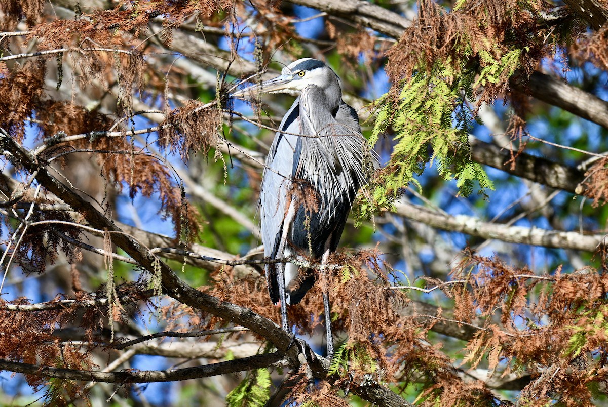 Kanadareiher - ML645993791