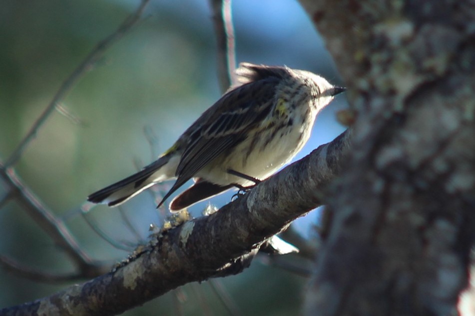 Kronenwaldsänger - ML645993793