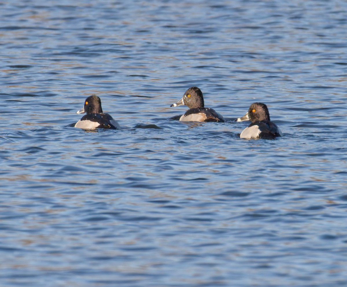 Ringschnabelente - ML645993794