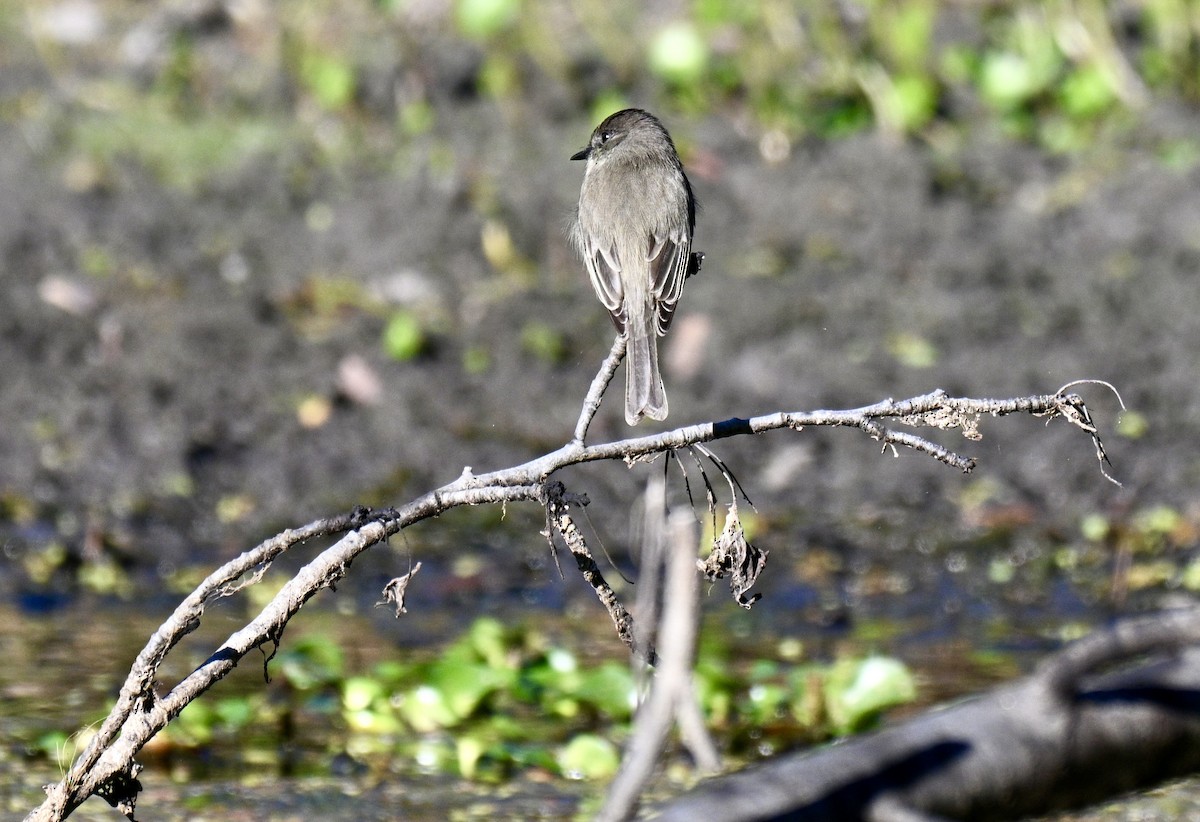 Weißbauch-Phoebetyrann - ML645993797
