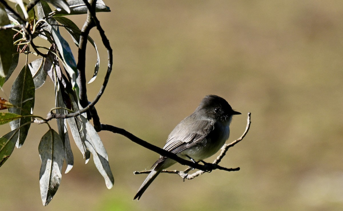 Weißbauch-Phoebetyrann - ML645993798