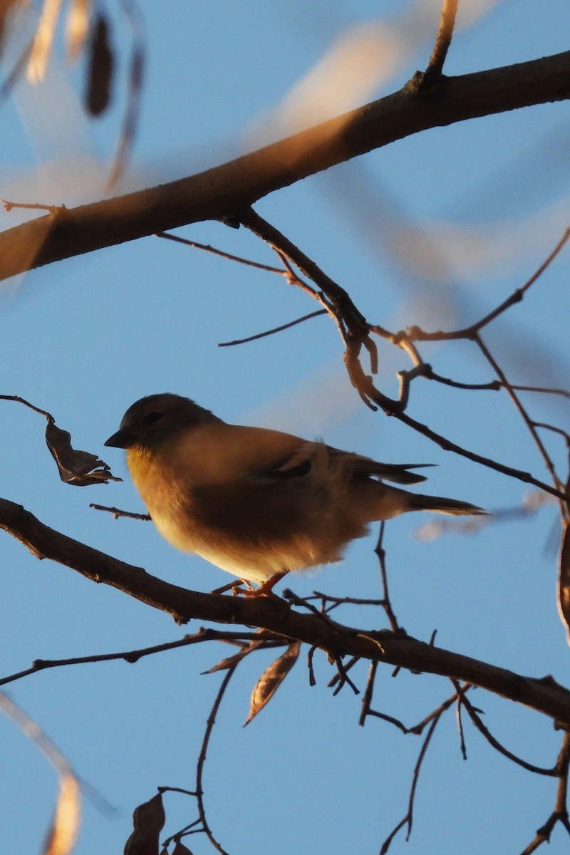 Goldzeisig - ML645993800