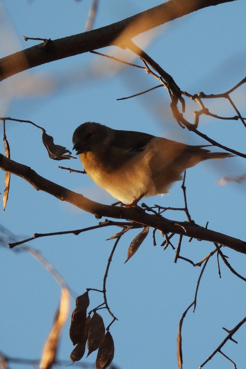 Goldzeisig - ML645993801