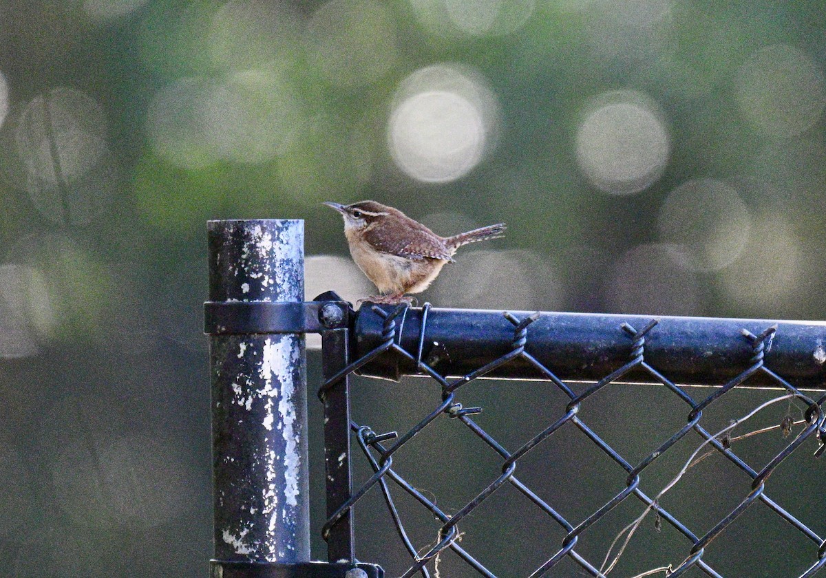 Carolinazaunkönig - ML645993804