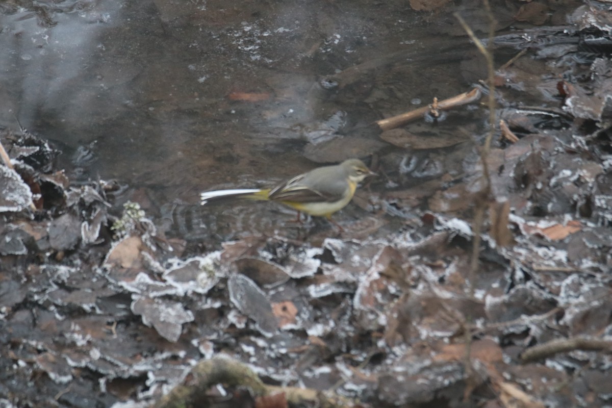 Gebirgsstelze - ML645993809