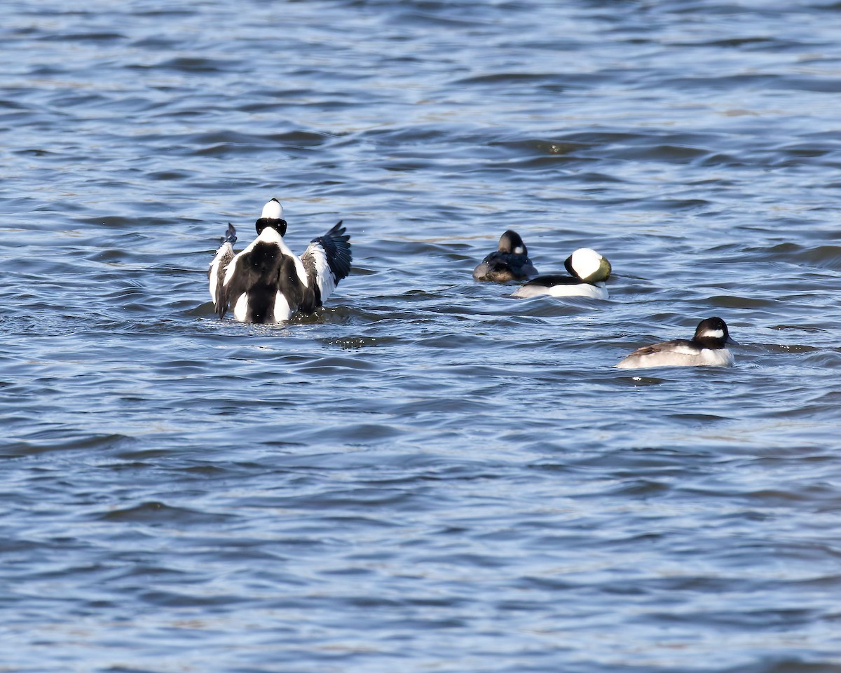 Büffelkopfente - ML645993811