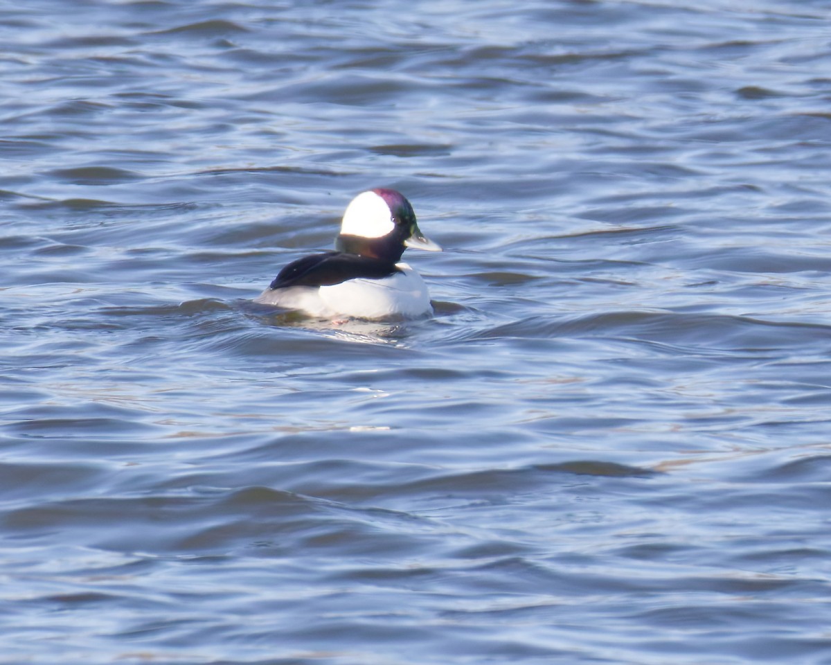 Büffelkopfente - ML645993812