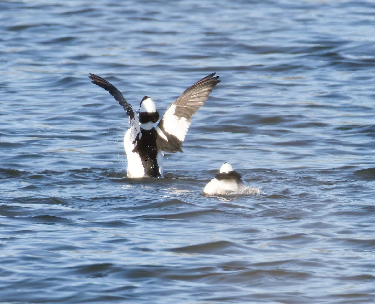 Büffelkopfente - ML645993813