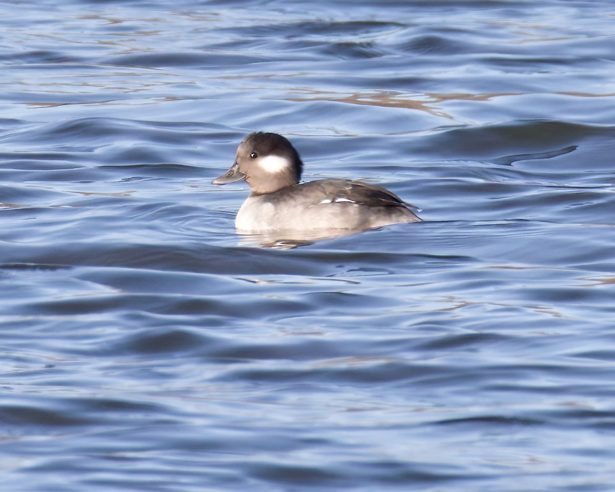 Büffelkopfente - ML645993814