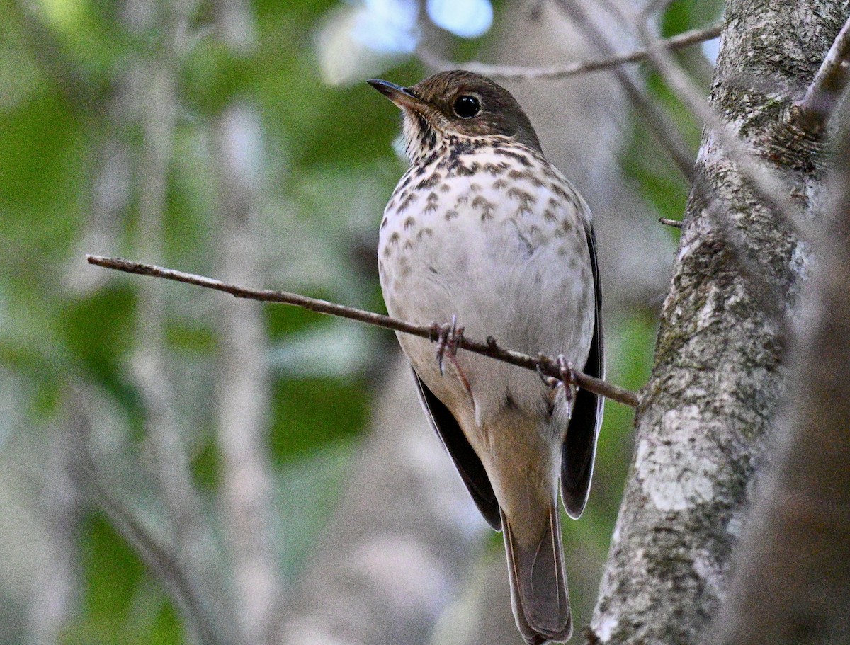 Einsiedler-Musendrossel - ML645993820