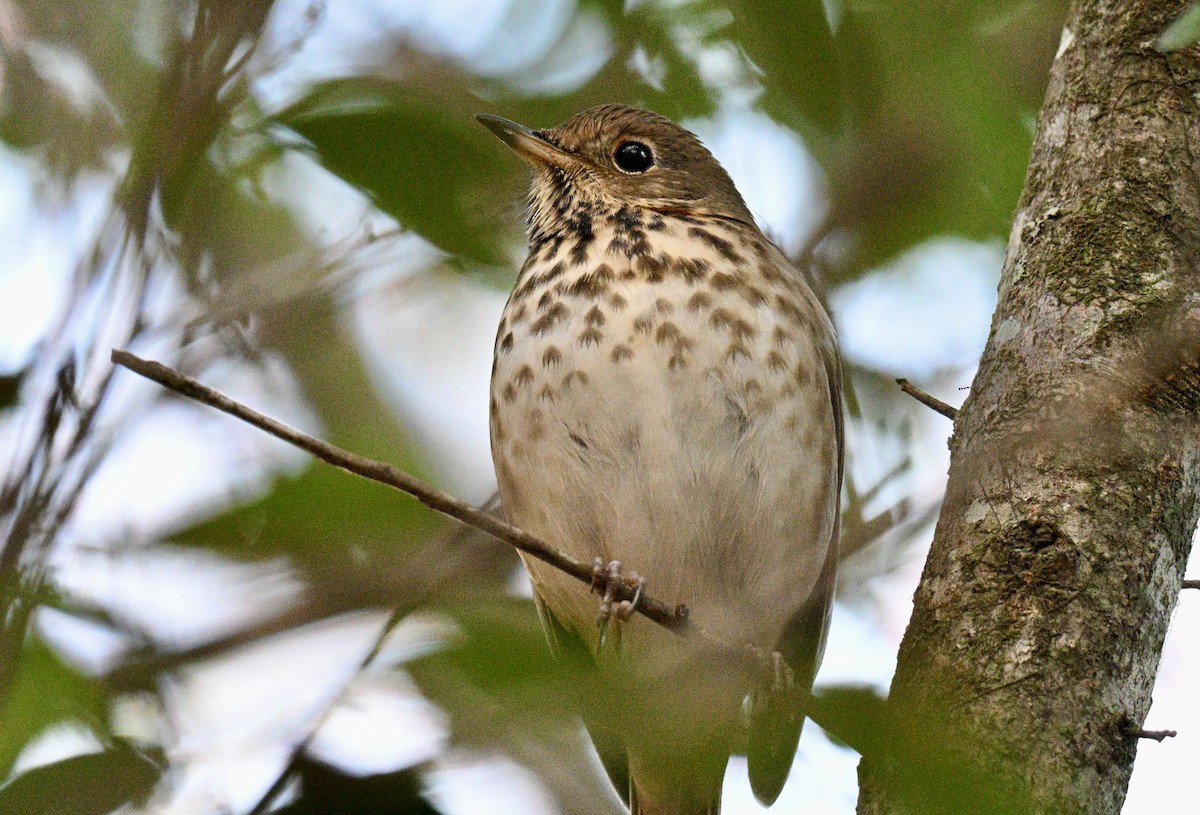 Einsiedler-Musendrossel - ML645993821