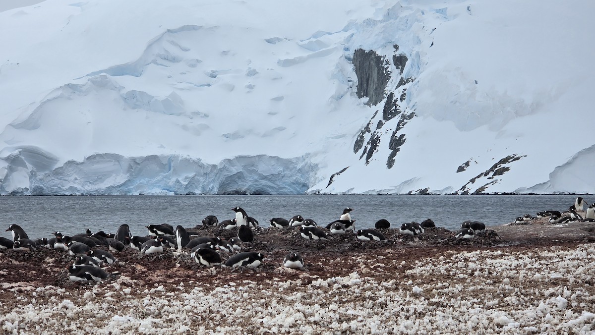 Gentoo Penguin - ML645993823