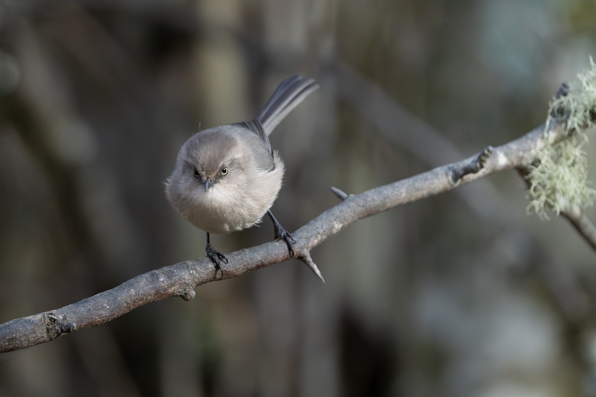 Bushtit - ML645993828