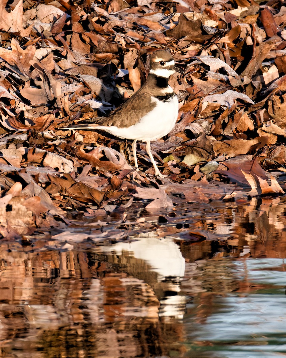 Killdeer - ML645993832
