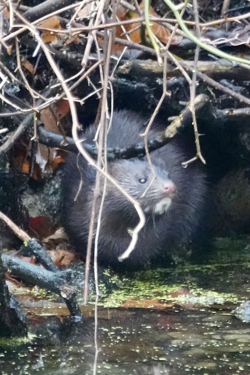 American Mink - ML645993833