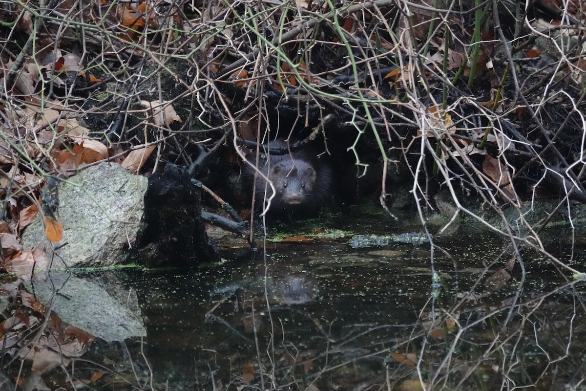 American Mink - ML645993834