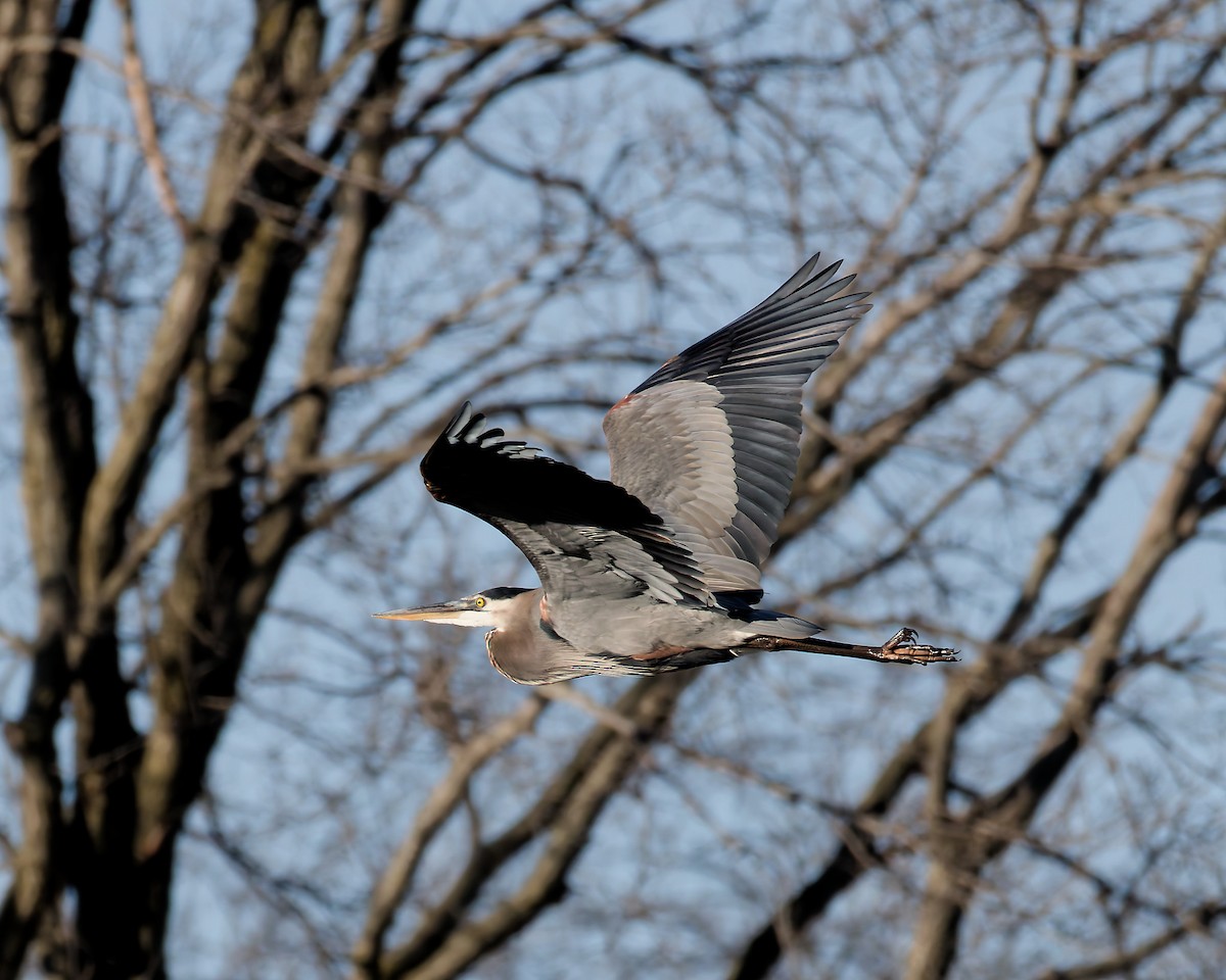 Great Blue Heron - ML645993836
