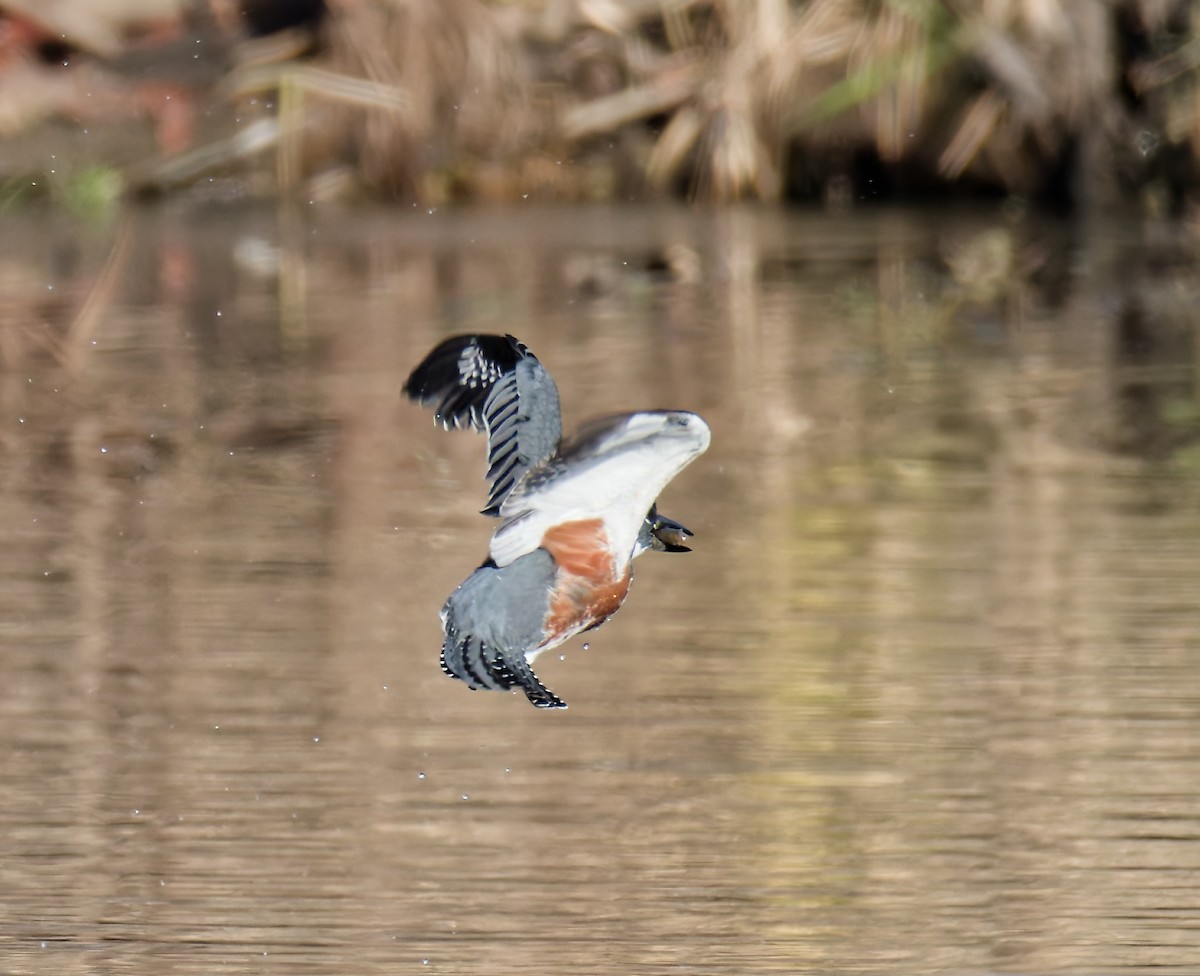 Belted Kingfisher - ML645993837