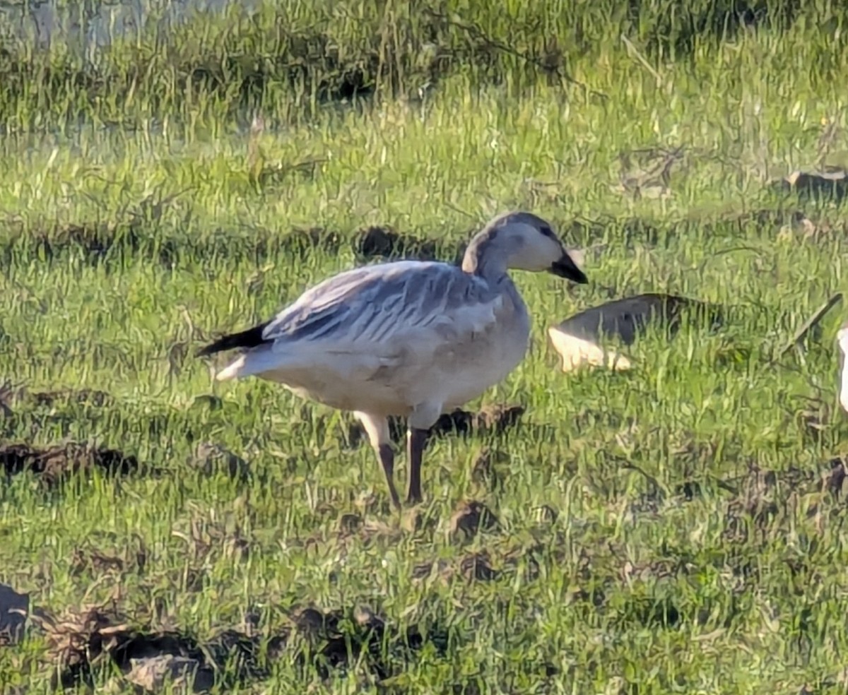Snow Goose - ML645993838