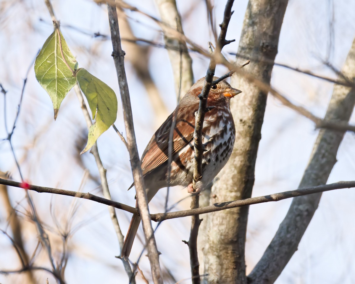 Fox Sparrow - ML645993839