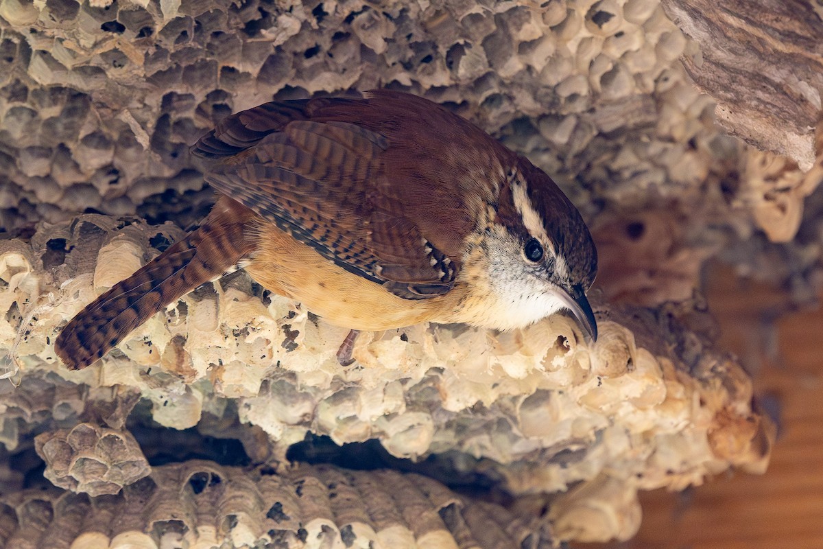 Carolina Wren - ML645993841
