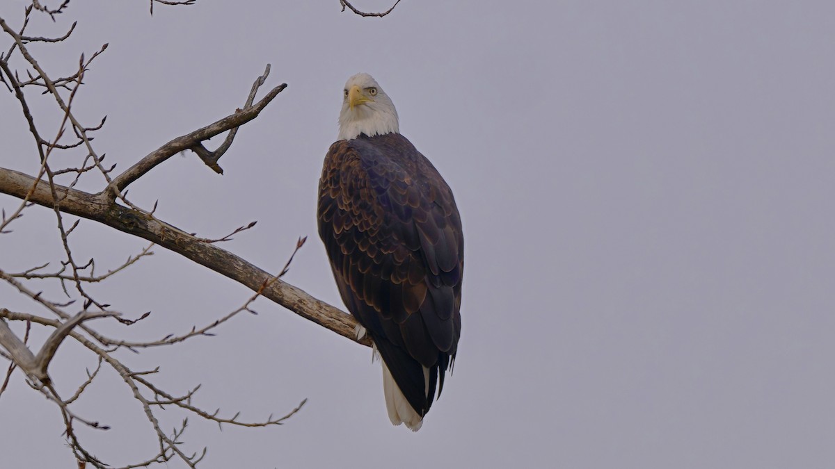 Itsas arrano buruzuria - ML645993844