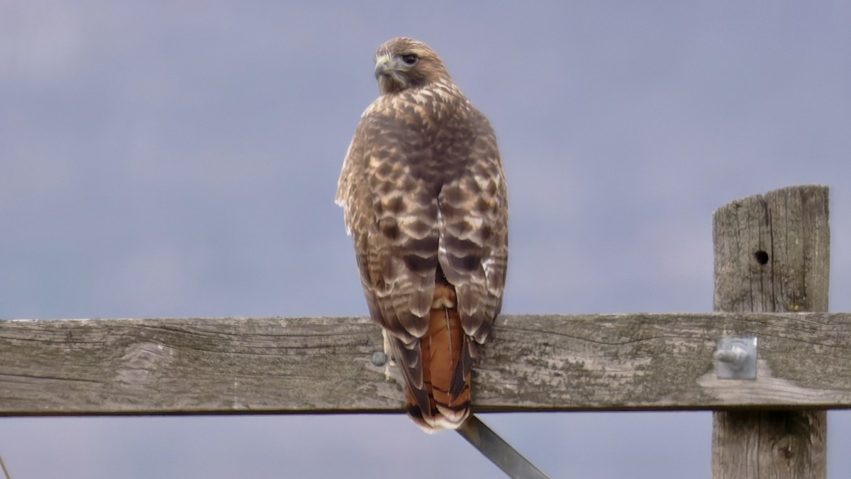 Zapelatz buztangorria - ML645993848