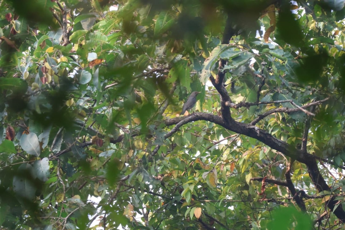 קיכלי תכלכל - ML645993849