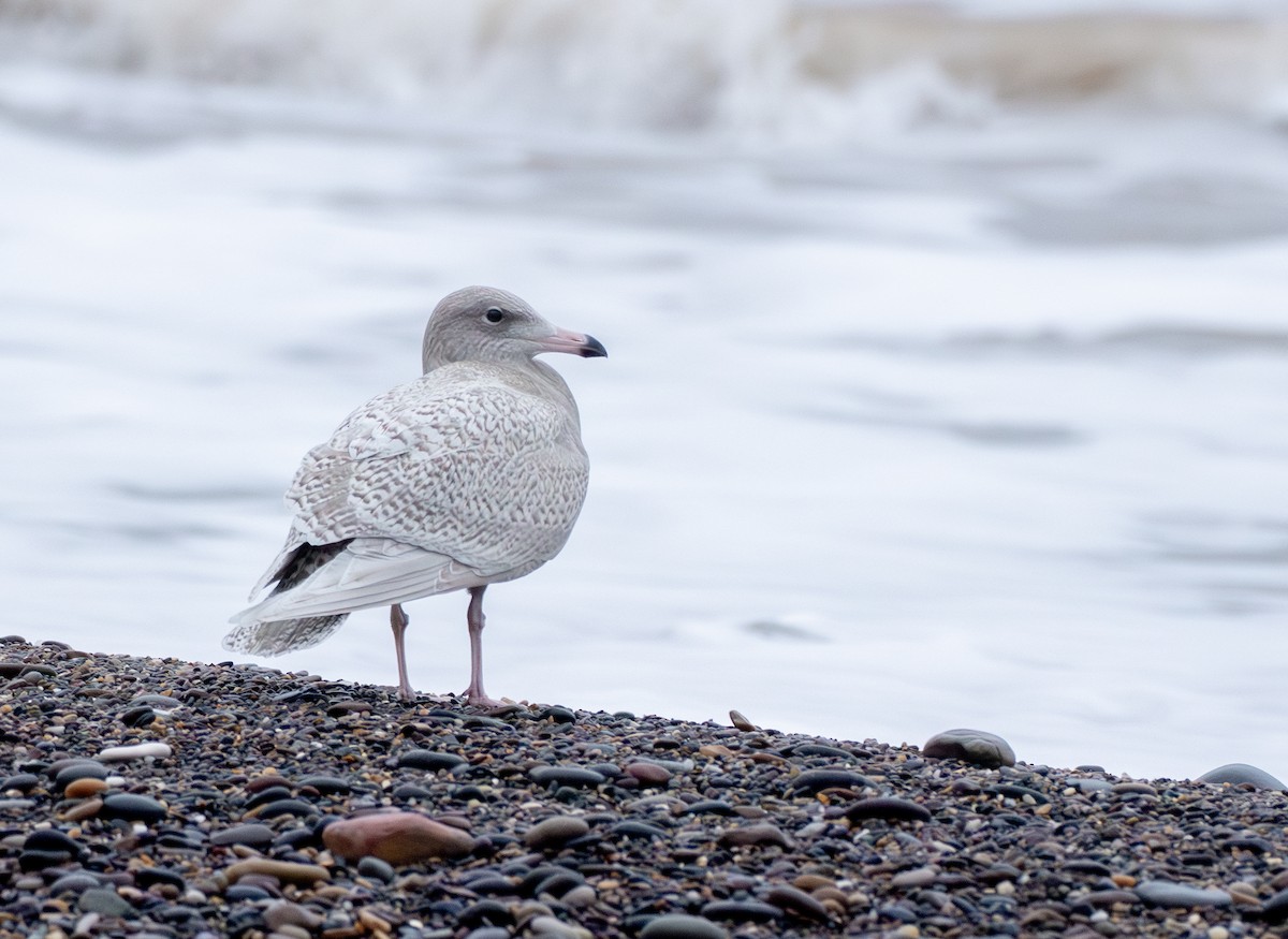 Gavión Hiperbóreo - ML645993850