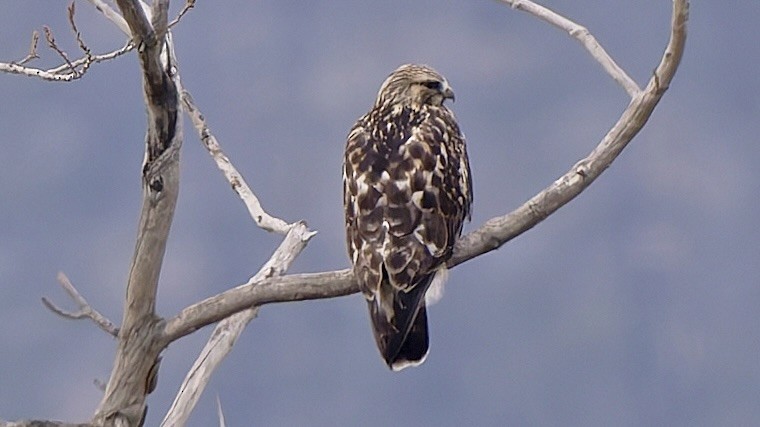 Zapelatz galtzaduna - ML645993854