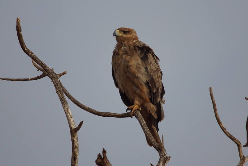 savanneørn - ML645993860