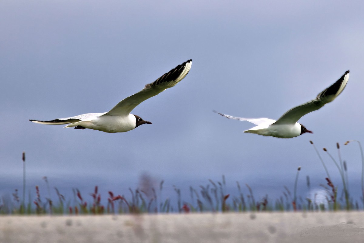Black-headed Gull - ML645993864