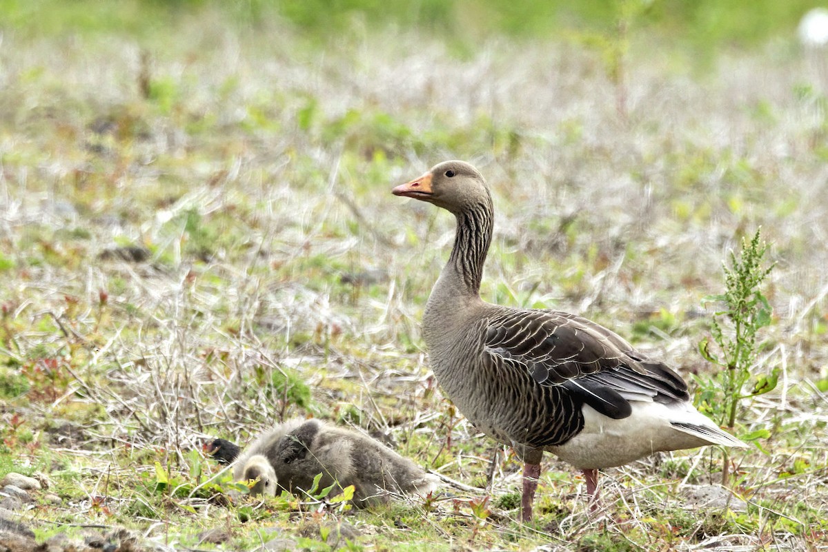 Oca selvatica - ML645993869